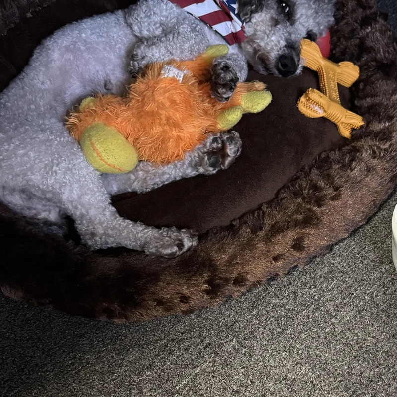 An adult small-sized female Gray / Blue / Silver Poodle (Toy) dog named Ginger for adoption in Fredericksburg, VA