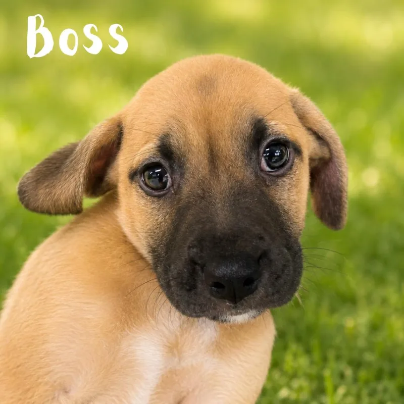 A baby medium-sized male Pit Bull Terrier dog named Boss for adoption in Saint Petersburg, FL