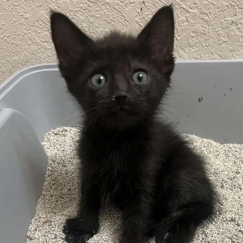 A baby small-sized male Black Domestic Short Hair cat named Onyx for adoption in Houston, TX