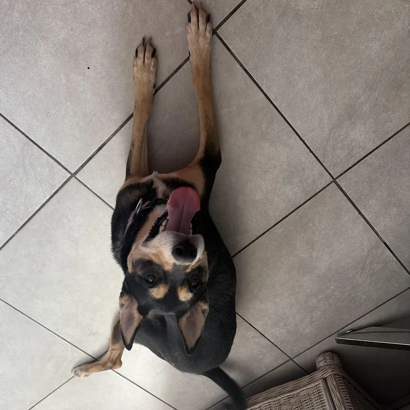 An adult medium-sized female Australian Cattle Dog / Blue Heeler dog named Mavis for adoption in Phoenix, AZ