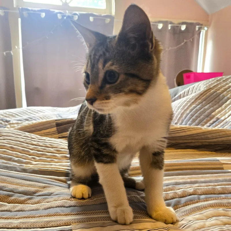 A baby medium-sized male Tabby (Brown / Chocolate) Tabby cat named Beaugregory for adoption in Smithfield, NC