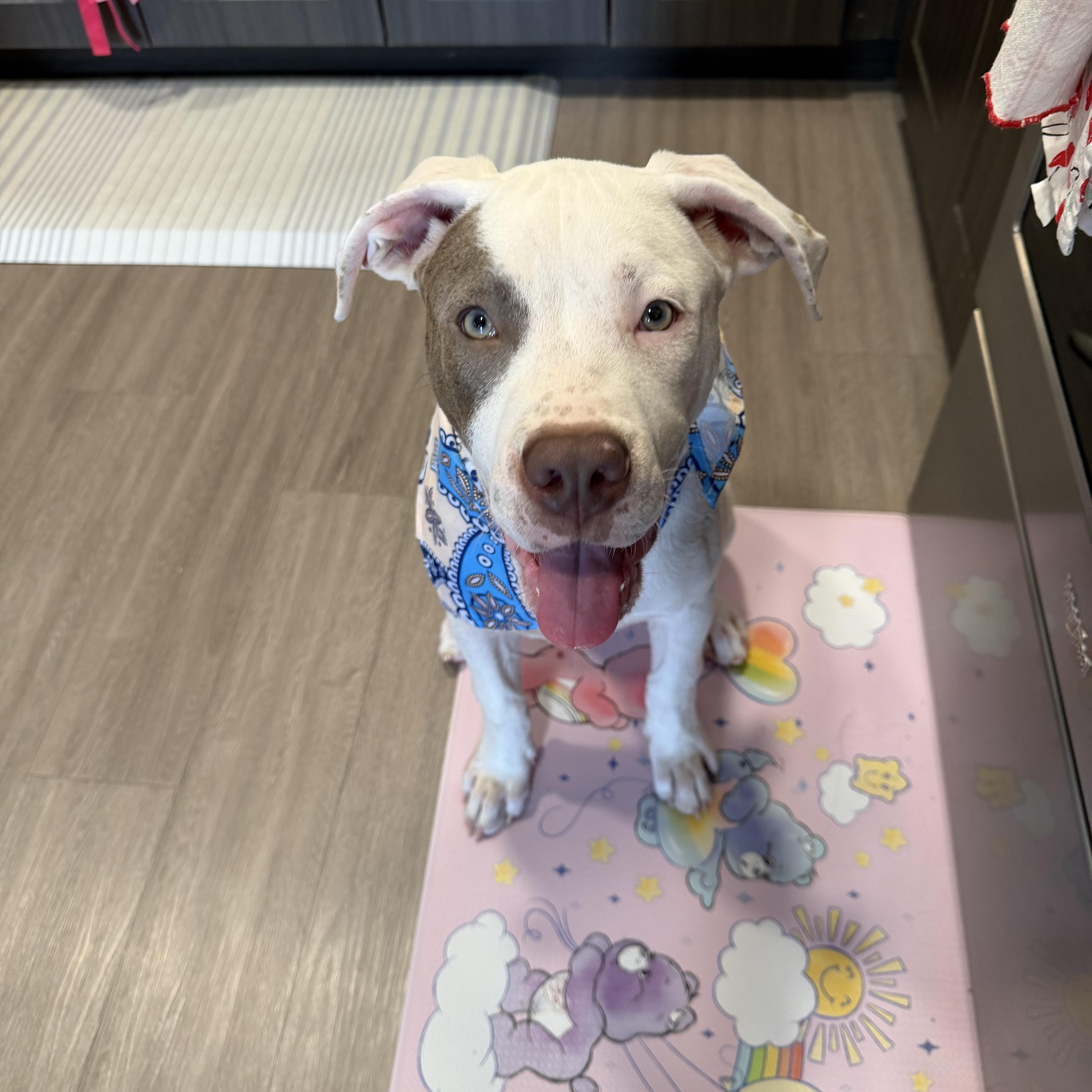 A baby medium-sized male White / Cream Pit Bull Terrier dog named Skipper for adoption in Houston, TX