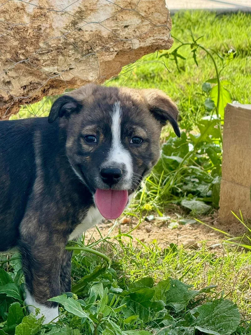 Tony Chopper thumbnail 2