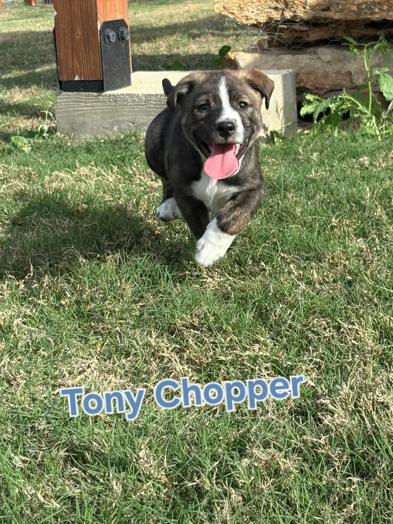 Tony Chopper thumbnail 4