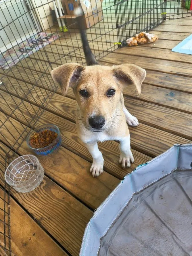 A baby medium-sized male Mixed Breed dog named Jasper for adoption in Center, TX