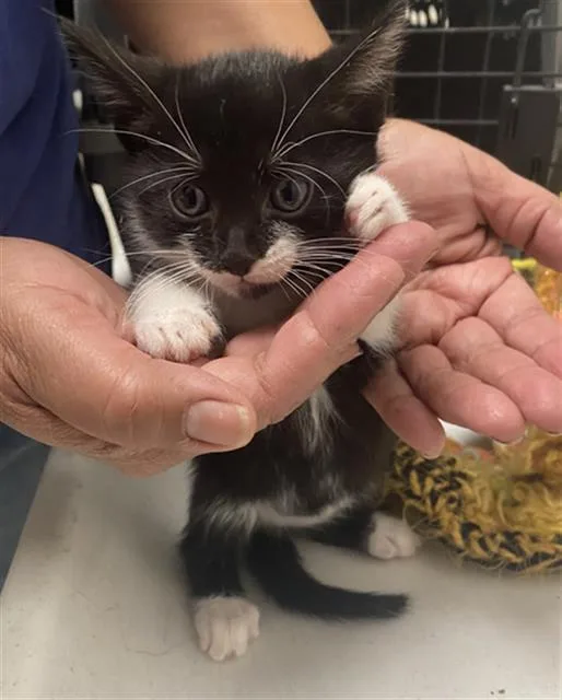 A baby medium-sized male Domestic Short Hair cat named Truffle for adoption in Dallas, TX