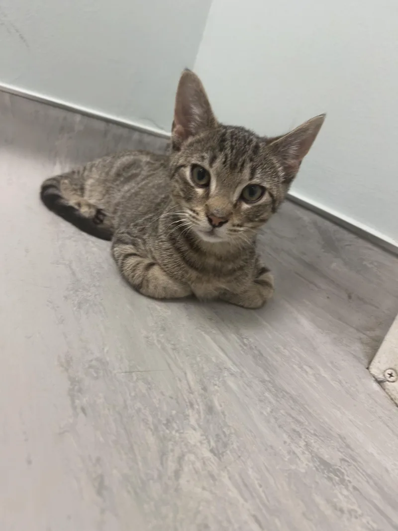A young small-sized male Domestic Medium Hair cat named Hank for adoption in Winder, GA