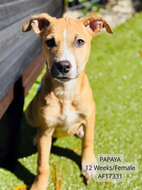A young small-sized female Red / Chestnut / Orange Pit Bull Terrier dog named Papaya for adoption in Supply, NC