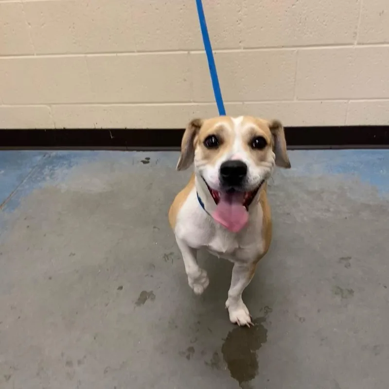 An adult medium-sized female Brown / Chocolate Mixed Breed dog named Mocha Latte for adoption in Memphis, TN