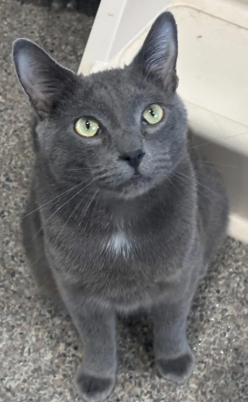 A young medium-sized male Gray / Blue / Silver Domestic Short Hair cat named Silver for adoption in Sault Sainte Marie, MI