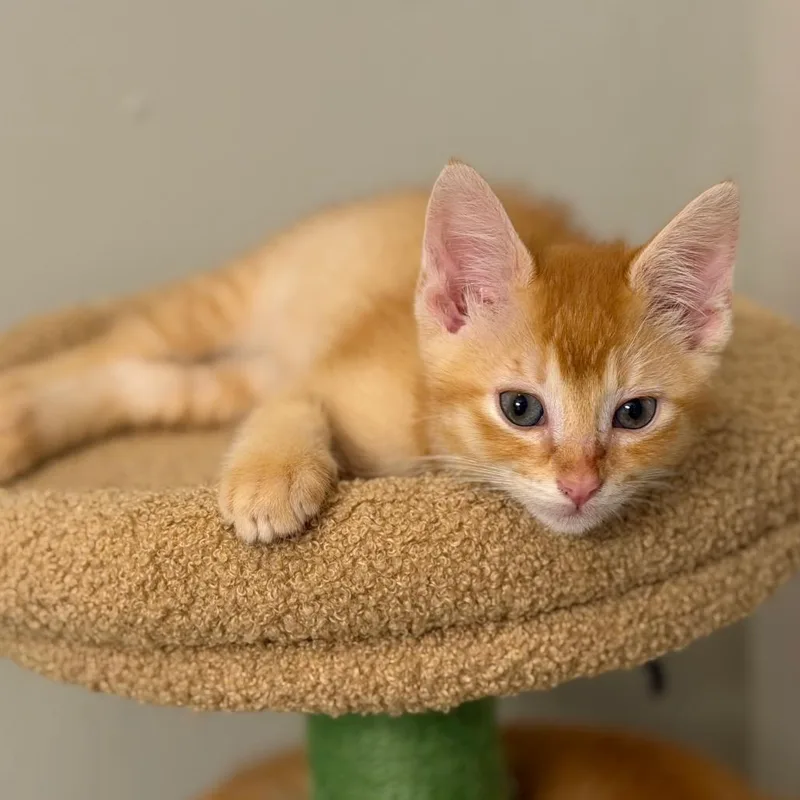 A baby small-sized male Orange / Red Domestic Short Hair cat named Bramble for adoption in Chattanooga, TN