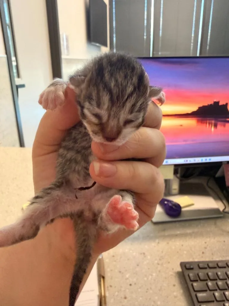 Jerry thumbnail 2
