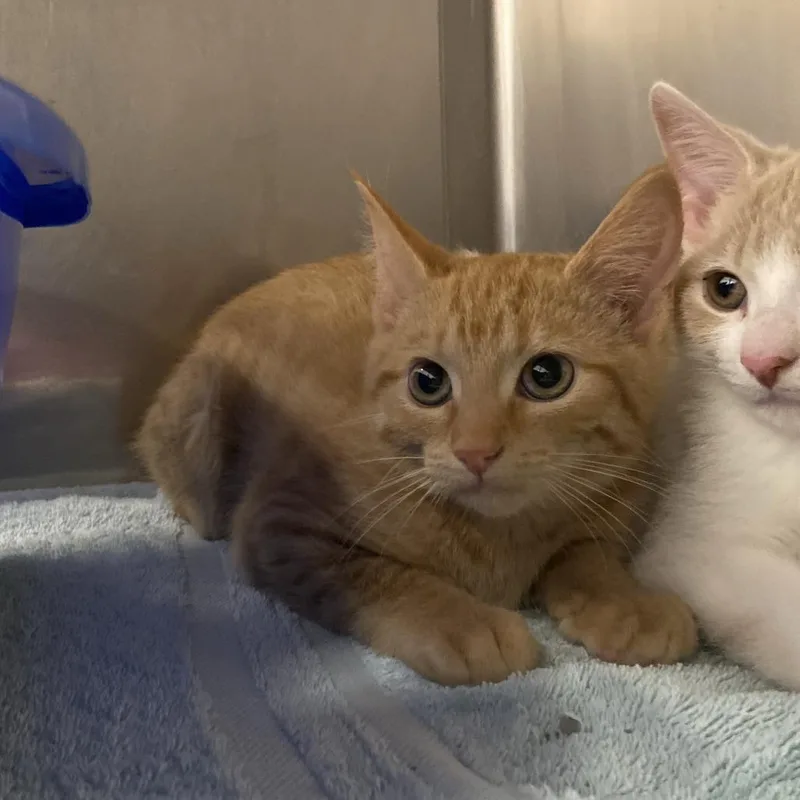 A baby small-sized female Orange / Red Domestic Short Hair cat named Pinky for adoption in Washington Township, OH