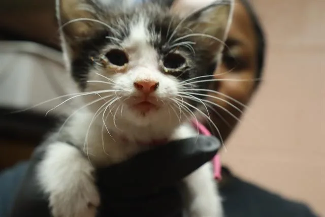 A baby small-sized female Domestic Short Hair cat named Betty for adoption in Columbia, SC