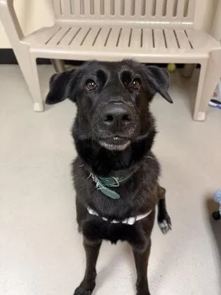 A young medium-sized female Black Labrador Retriever dog named Alita for adoption in Bellingham, WA