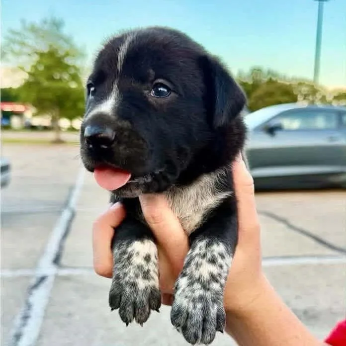 Nitro