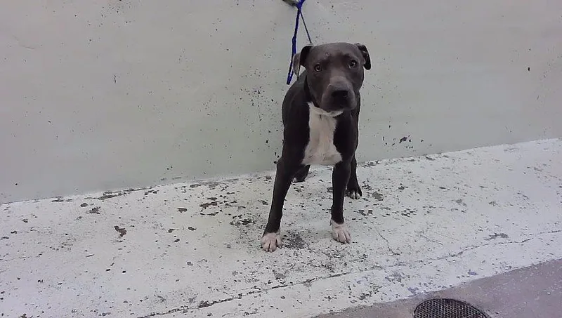 A young medium-sized male Staffordshire Bull Terrier dog named Taco for adoption in Houston, TX