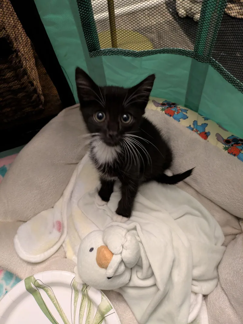 A baby small-sized female American Shorthair cat named Arwin for adoption in North Chesterfield, VA