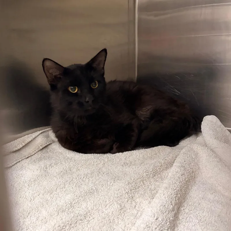 A young large-sized male Black Domestic Medium Hair cat named Mr. Biscuits for adoption in Spokane, WA