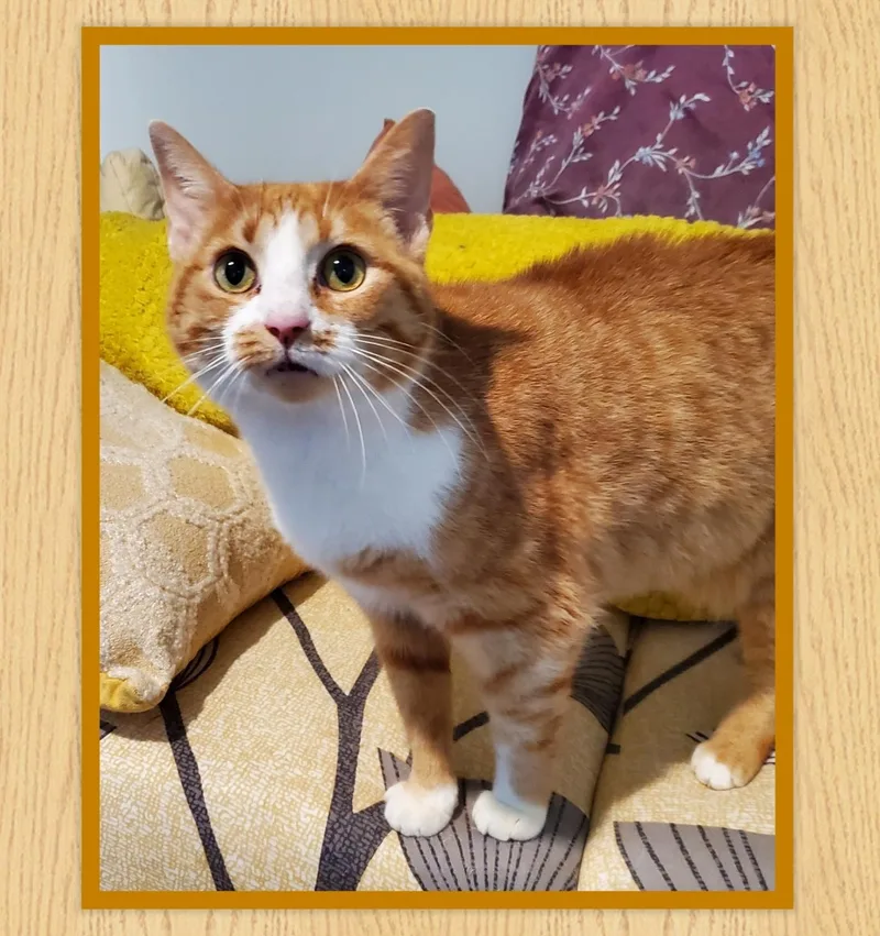 An adult medium-sized female Domestic Short Hair cat named Topaz for adoption in Franklin, IN