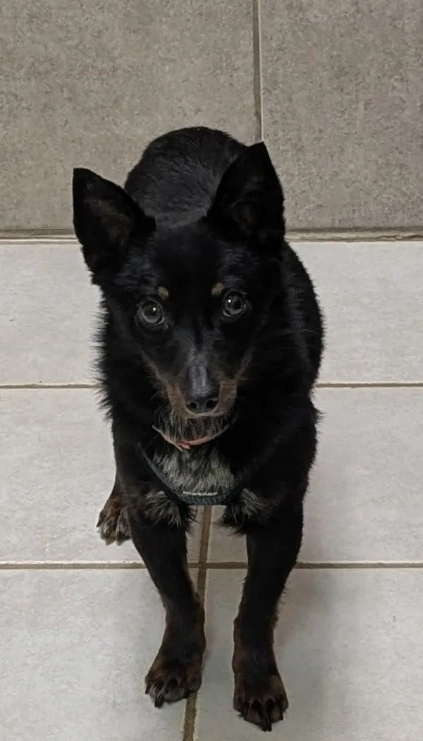 A young small-sized male Chihuahua dog named Mister Crowley for adoption in Osage Beach, MO