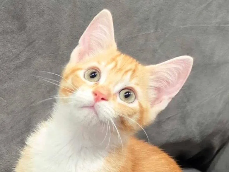 A baby small-sized male Domestic Short Hair cat named Raine for adoption in Cookeville, TN