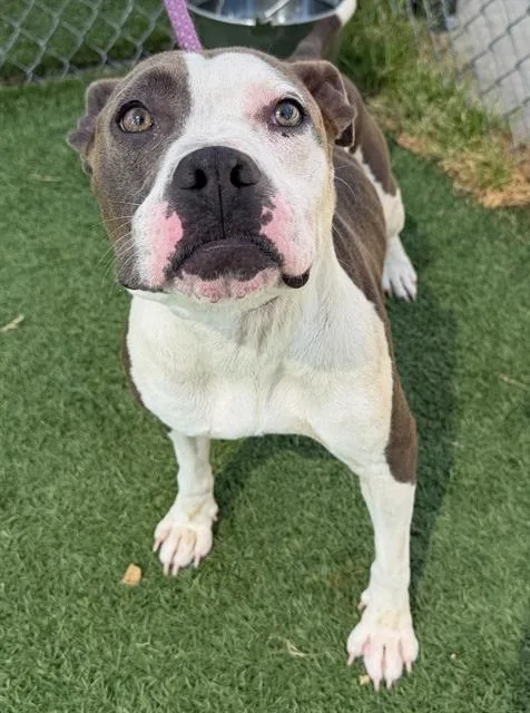An adult medium-sized female Mixed Breed dog named Laurel for adoption in Columbia, SC