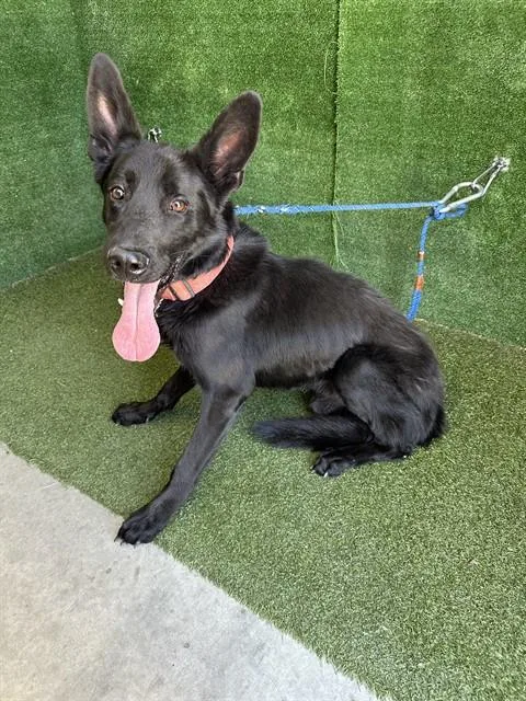 An adult large-sized male German Shepherd Dog dog named David for adoption in Lancaster, CA