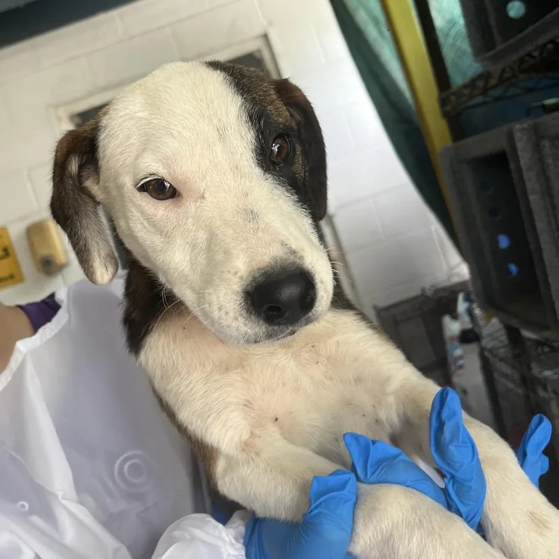 A baby small-sized female Brown / Chocolate Mixed Breed dog named Sam for adoption in Edinburg, TX