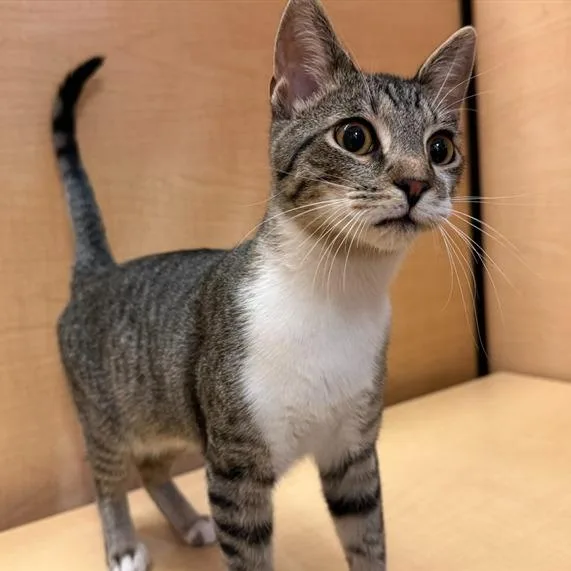A young medium-sized male Brown / Chocolate Domestic Short Hair cat named Cayenne for adoption in Saint Louis, MO