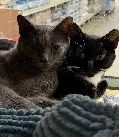 Angel & Tommie