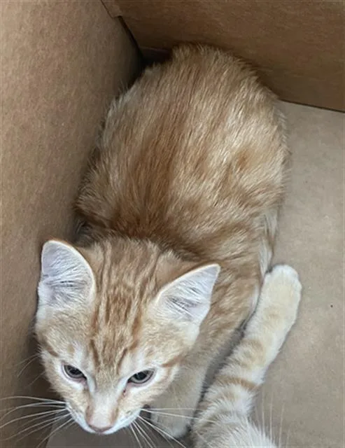 A baby medium-sized female Domestic Short Hair cat named Zena for adoption in Dallas, TX