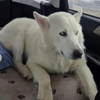 Rocky The Show Stopper! thumbnail 2