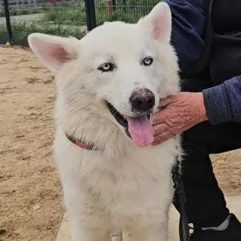 An adult large-sized male White / Cream Husky dog named Rocky The Show Stopper! for adoption in Pine Mountain Club, CA