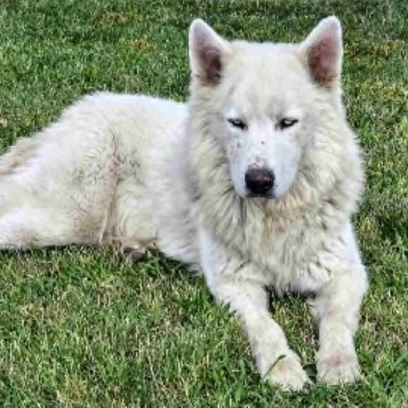 Rocky The Show Stopper! thumbnail 3