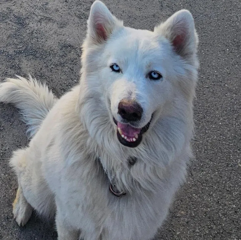 Rocky The Show Stopper! thumbnail 4