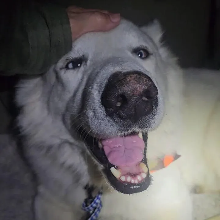 Rocky The Show Stopper! thumbnail 5