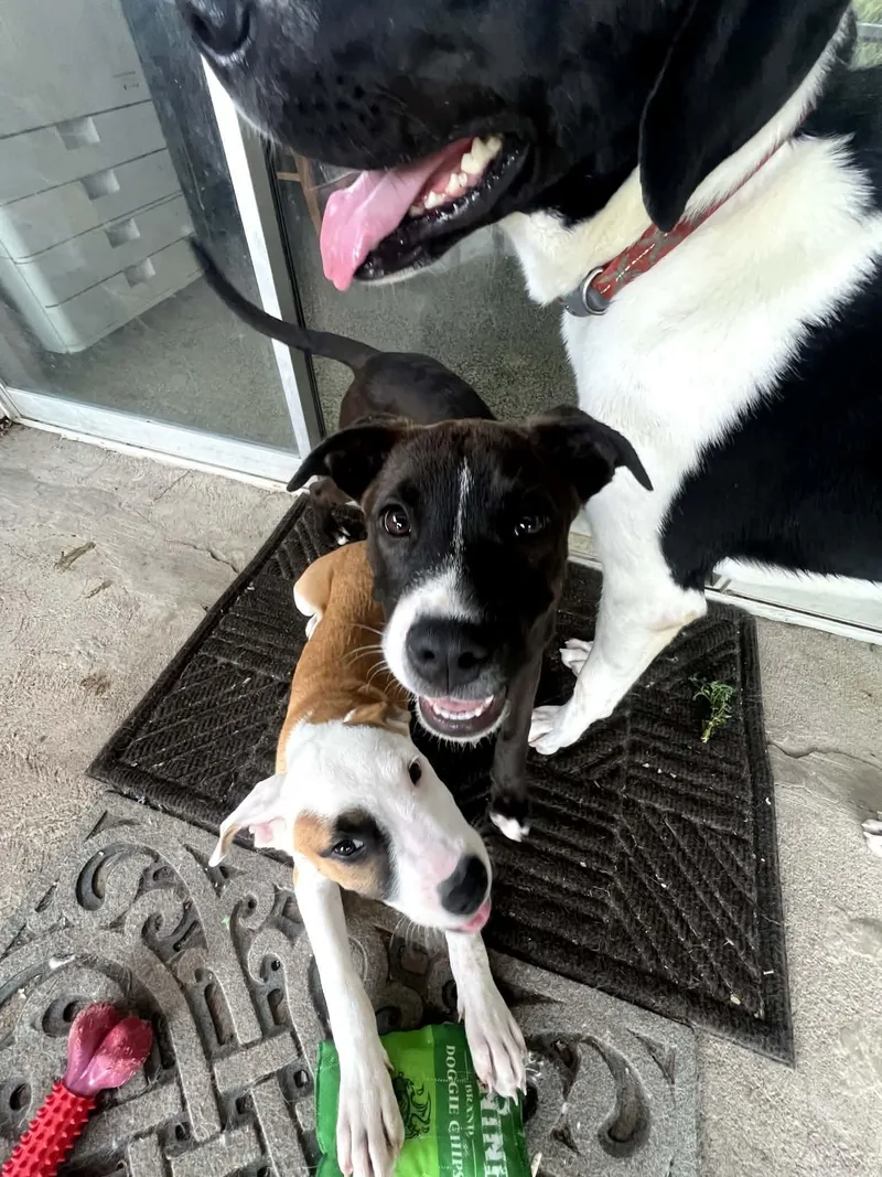 A baby medium-sized male White / Cream Boxer dog named Woody for adoption in Manhattan, KS