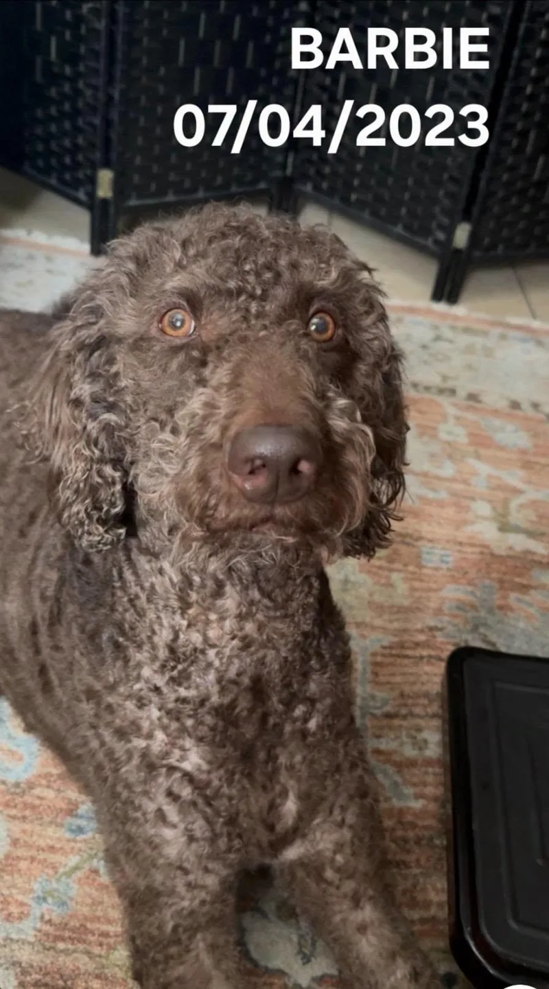 A young large-sized female Brown / Chocolate Goldendoodle dog named Barbie for adoption in Salisbury, NC