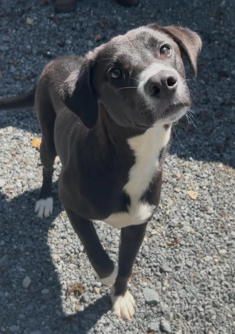 A young medium-sized female Black Hound dog named Stella for adoption in Germanton, NC