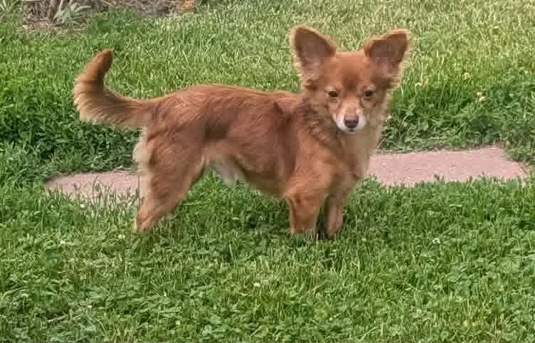 A young small-sized male Red / Chestnut / Orange Chihuahua dog named Boscoe for adoption in Yorkville, IL