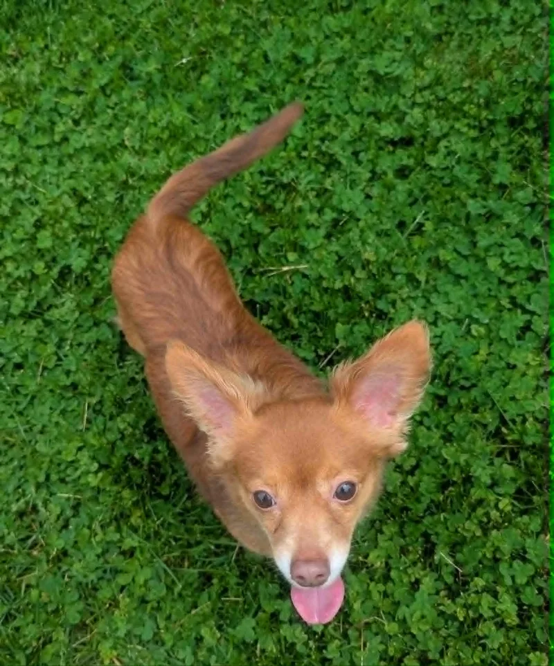 Boscoe thumbnail 2