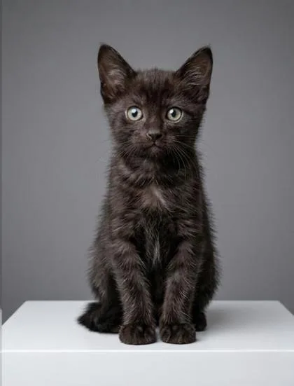 A baby small-sized male Domestic Short Hair cat named Dahl for adoption in Cumming, GA