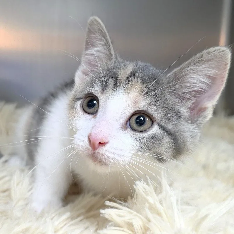 A baby small-sized female Calico Domestic Short Hair cat named Cassava for adoption in Michigan City, IN