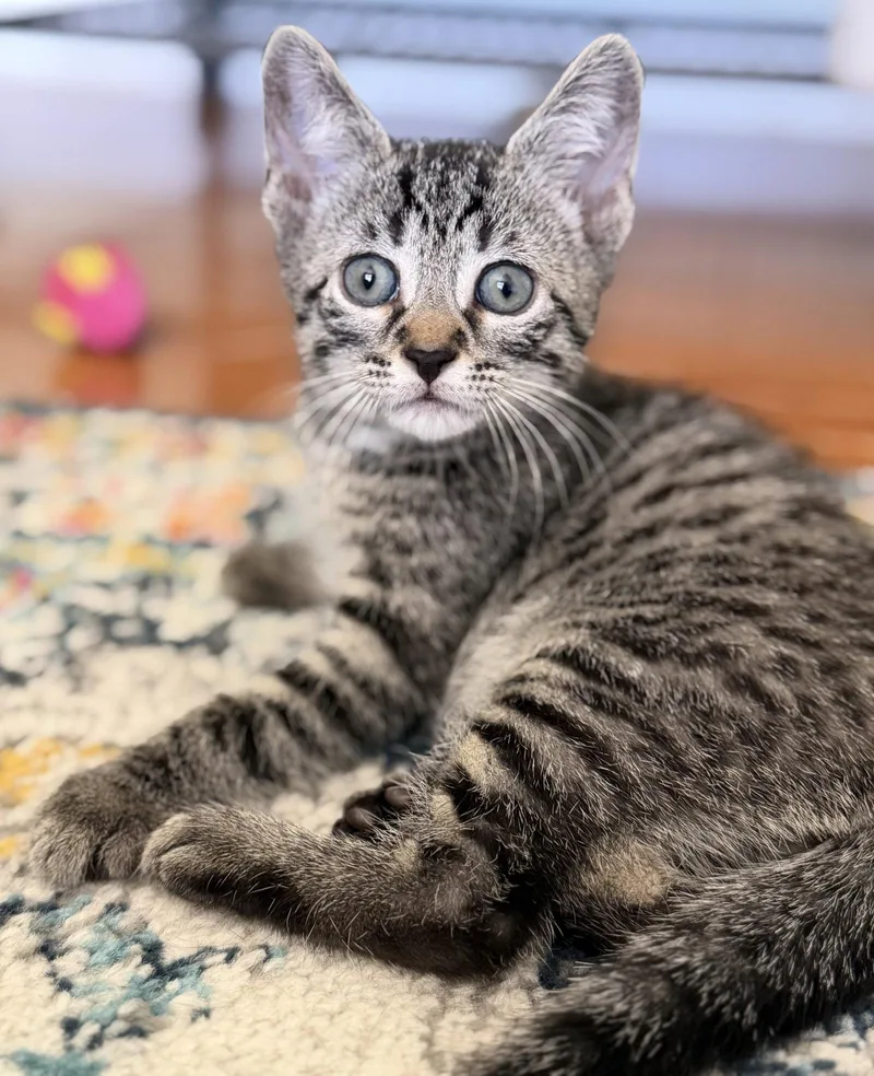 A baby medium-sized male Domestic Short Hair cat named Embezzlement for adoption in Trenton, NJ
