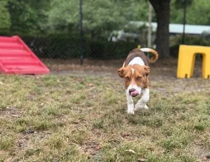 A baby small-sized male Fox Terrier dog named Frank for adoption in Conway, SC