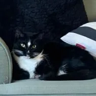 An adult extra large-sized male Black Domestic Short Hair cat named Jam for adoption in York, PA