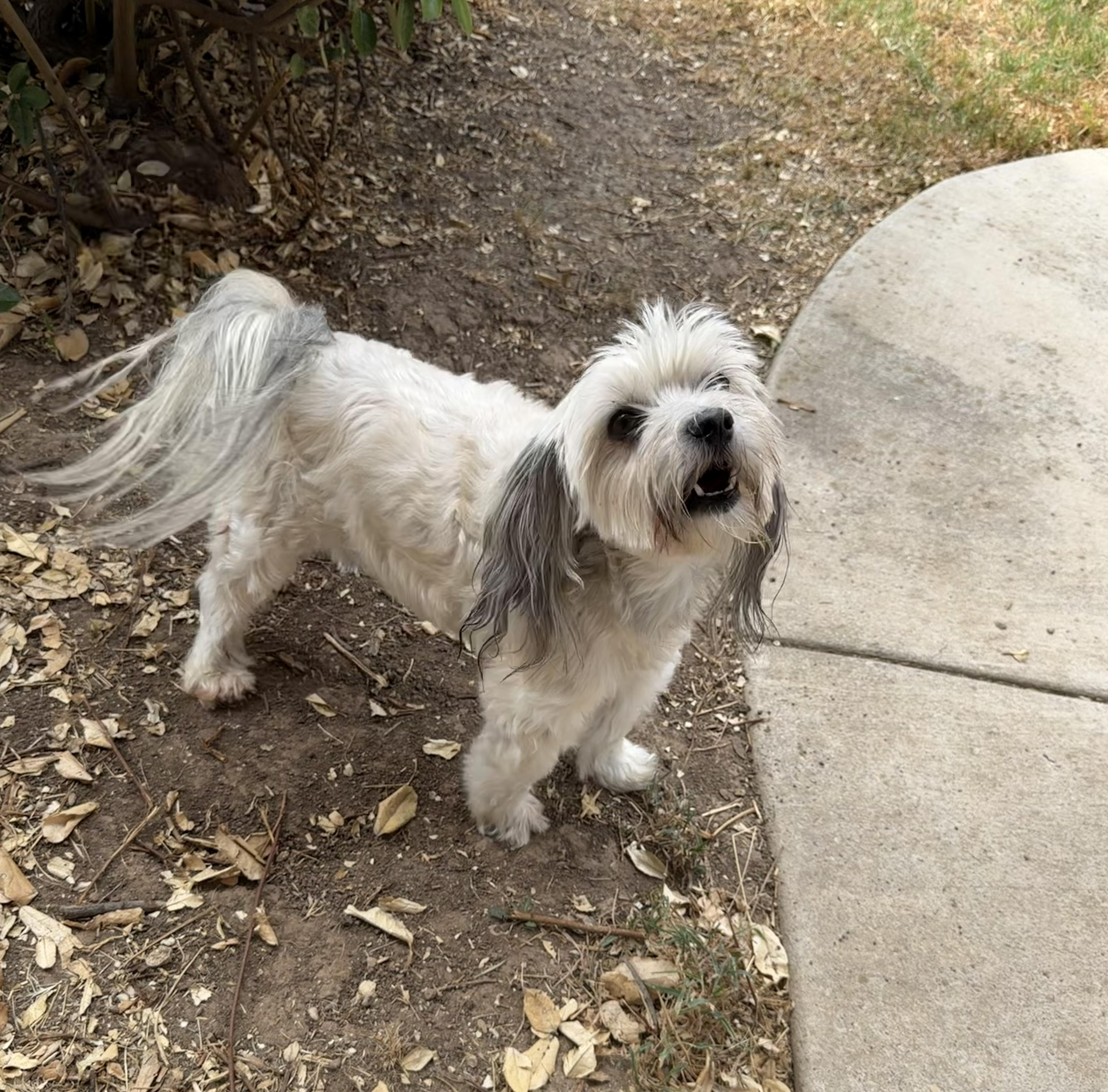 An adult small-sized male Shorkie dog named Auggie for adoption in Athens, TX