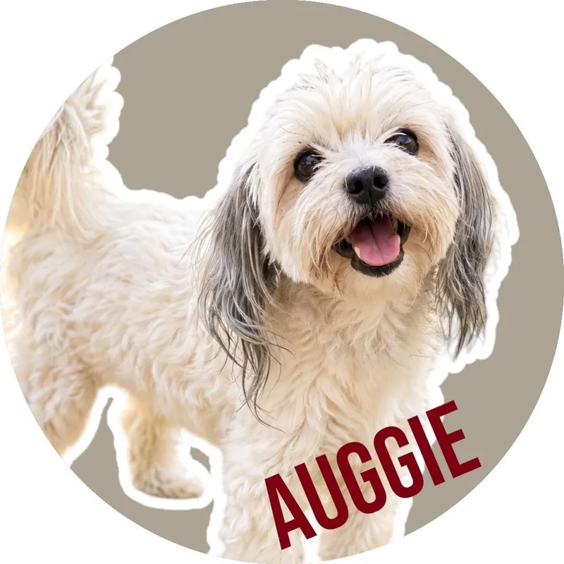 Auggie thumbnail 2