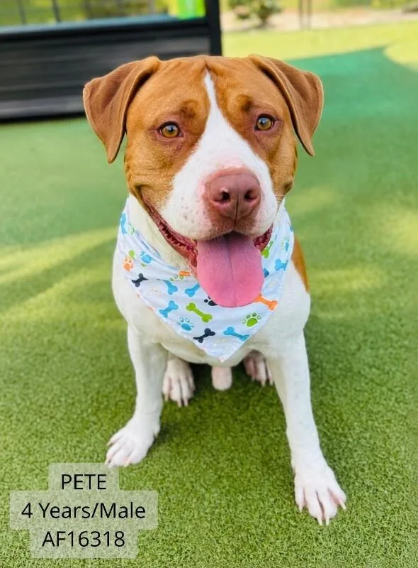 Pete